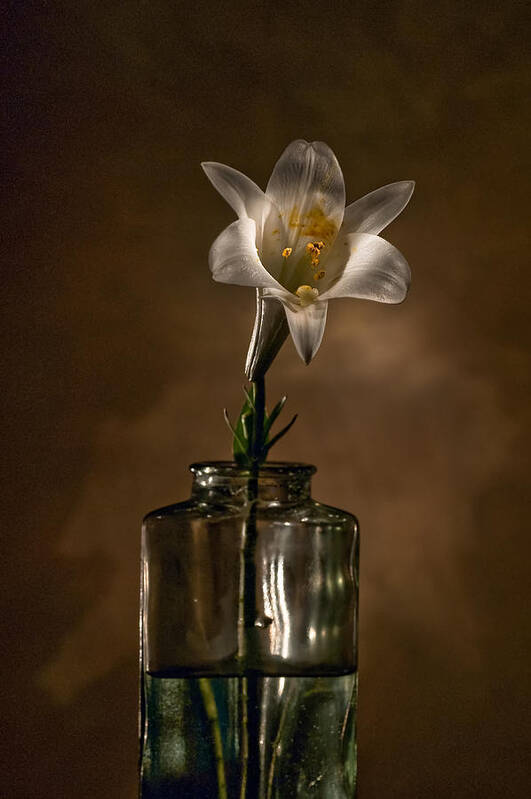 Flower Art Print featuring the photograph Flashlight Series Easter Lily 3 by Lou Novick