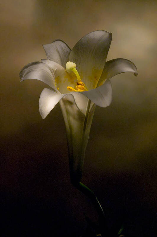 Flower Art Print featuring the photograph Flashlight Series Easter Lily 7 by Lou Novick