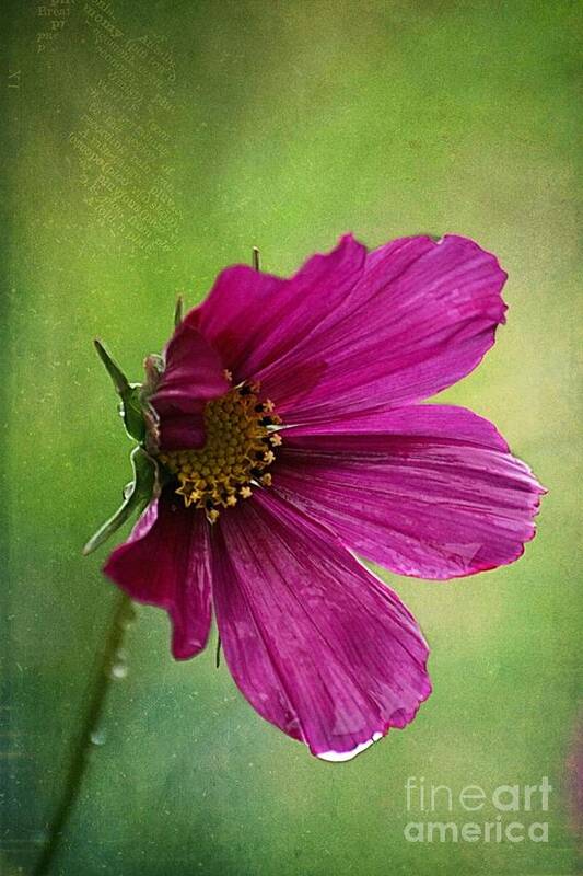 Pink Poppy Poppy Art Print featuring the photograph Fleurina 02 - 03t01a by Variance Collections