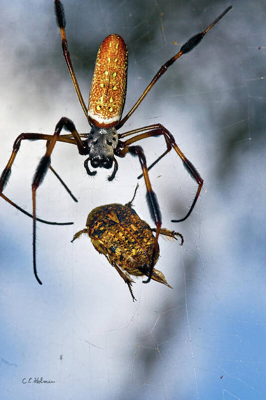 Golden Silk Orb-weaver Art Print featuring the photograph Flew In For Dinner by Christopher Holmes