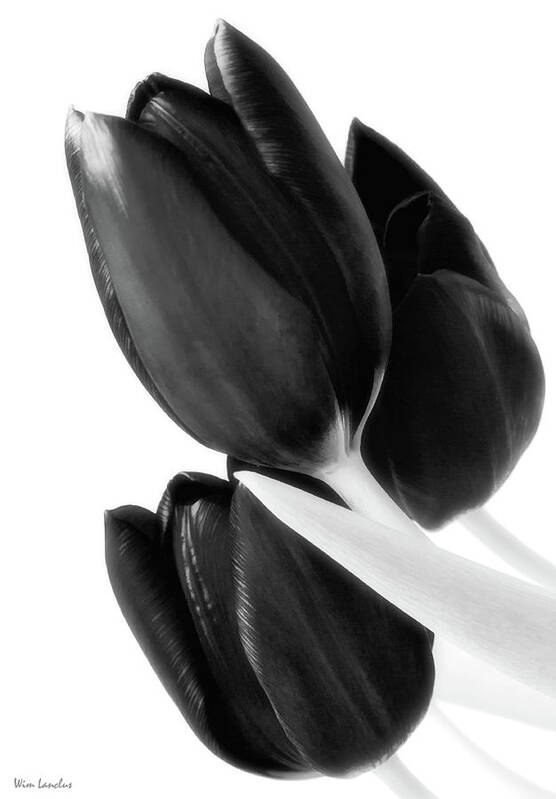 Tulips Art Print featuring the photograph Flower Fashion by Wim Lanclus