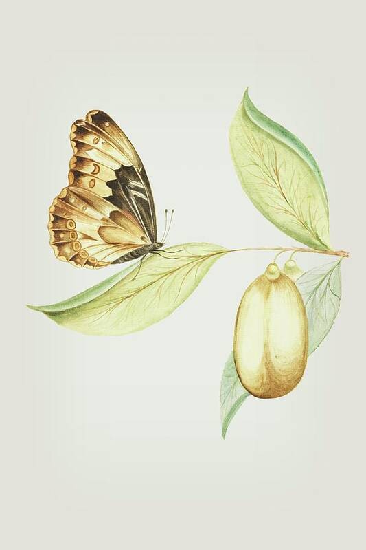 Flying Art Print featuring the mixed media Flying Butterfly on A Anena Leaf by Cornelis Markee 1763 by Movie Poster Prints