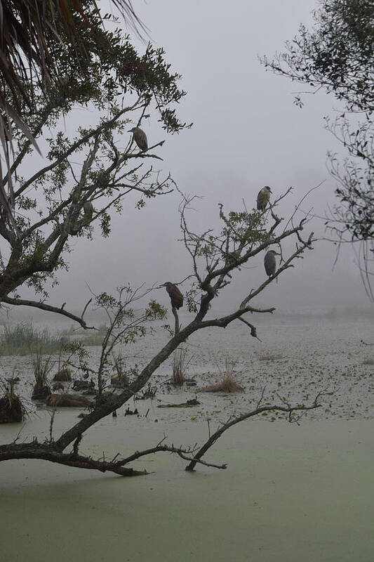 Black Crowned Night Heron Art Print featuring the photograph Fog in the Morning by Jim Bennight