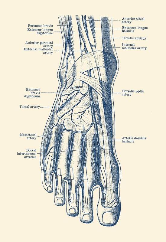 Veins Art Print featuring the drawing Foot Diagram - Human Circulatory System by Vintage Anatomy Prints