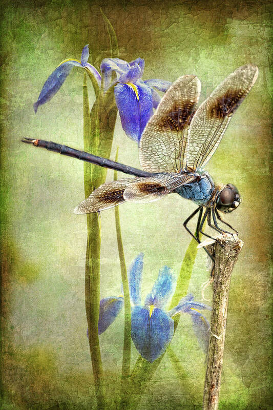 Four Spotted Pennant Dragonfly Art Print featuring the photograph Four Spotted Pennant and Louisiana Irises by Bonnie Barry