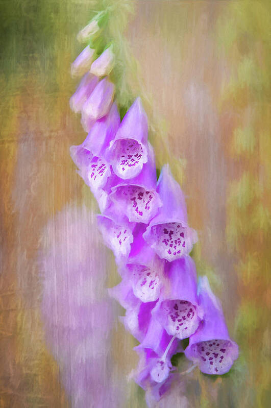 Flower Art Print featuring the photograph Foxglove by Cathy Kovarik