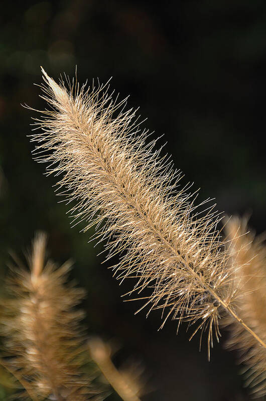 Foxtail Art Print featuring the photograph Foxtail by Frank Mari