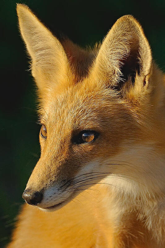 Fox Art Print featuring the photograph Foxy Lady by William Jobes