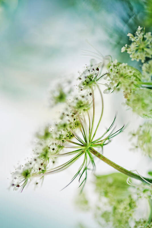 Umbel Art Print featuring the photograph Fragile by Nailia Schwarz