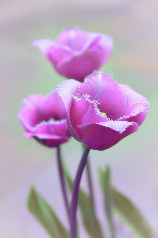 Tulips Art Print featuring the photograph Fringe Tulips by Jessica Jenney