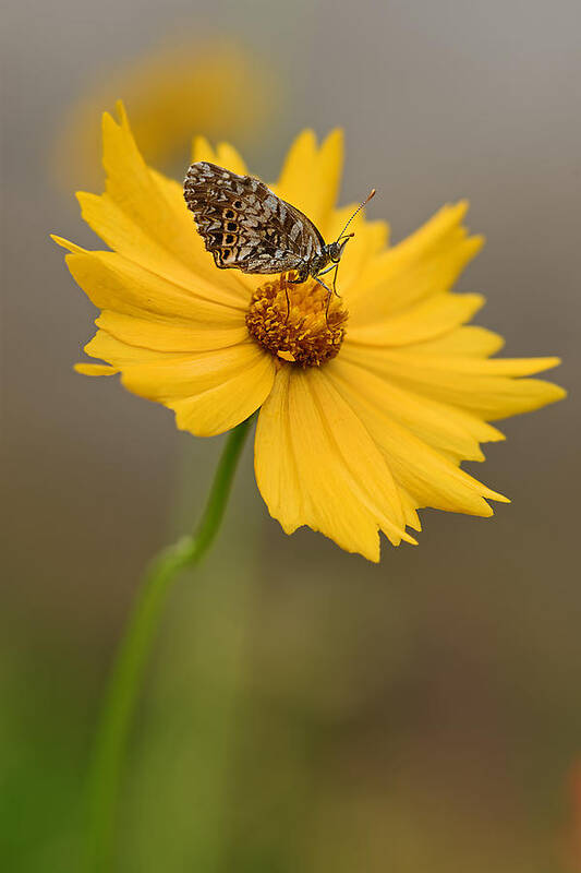 2015 Art Print featuring the photograph Fritillary on Coreopsis by Robert Charity