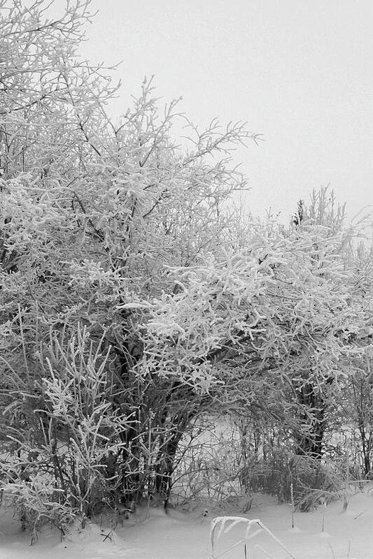 Trees Art Print featuring the photograph Frost Coated Trees by Sandra Foster