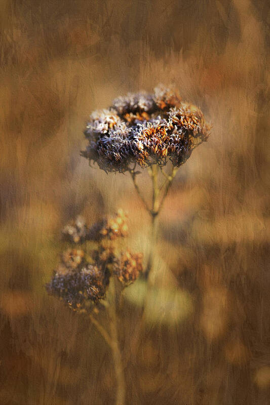 Bloom Art Print featuring the photograph Frosted Bloom by Robert FERD Frank