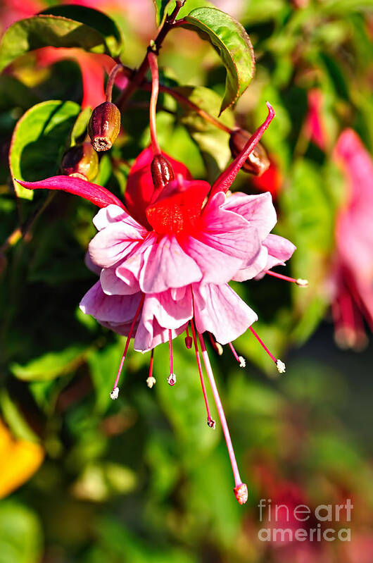 Photography Art Print featuring the photograph Fuchsia enjoying the Sunshine by Kaye Menner