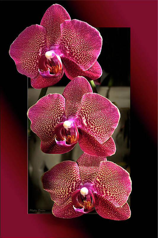 Flowers Art Print featuring the photograph Fuchsia Orchids OOF by Phyllis Denton