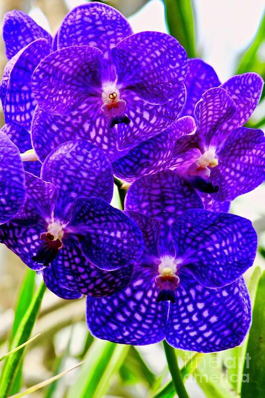 Orchids Art Print featuring the photograph Full Bloom by Craig Wood