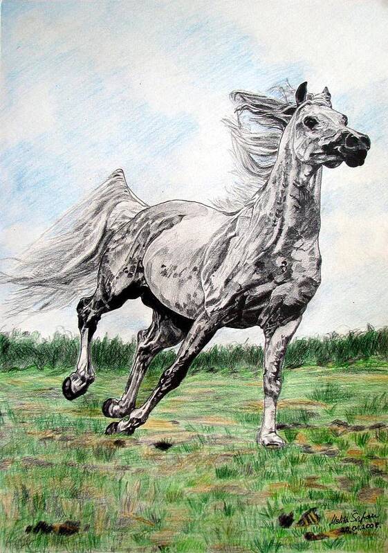 Horse Art Print featuring the drawing Galloping arab horse by Melita Safran
