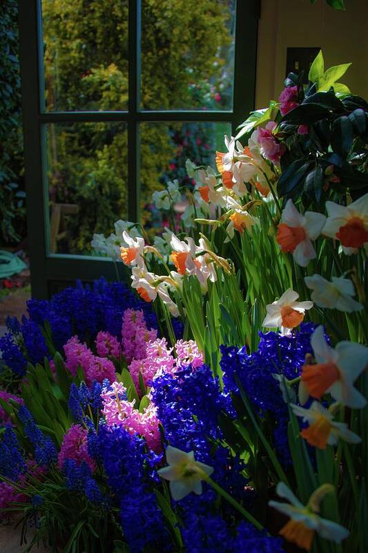 Tulips Art Print featuring the photograph Garden house delight at Filoli by Patricia Dennis