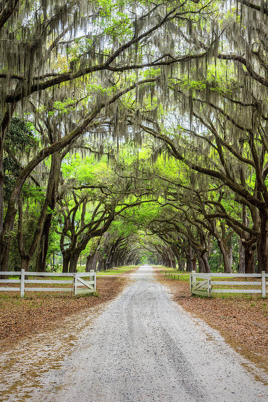 Art Art Print featuring the photograph Gated Wormsloe Plantation by Jon Glaser