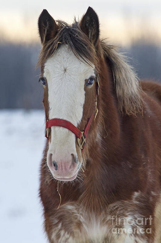 Nina Stavlund Art Print featuring the photograph Gentle Giant Baby... by Nina Stavlund