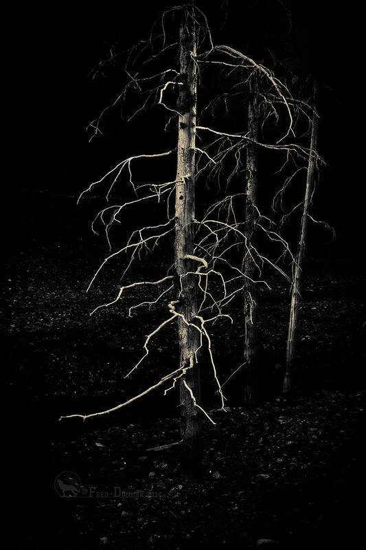 Trees Art Print featuring the photograph Ghost Trees by Fred Denner