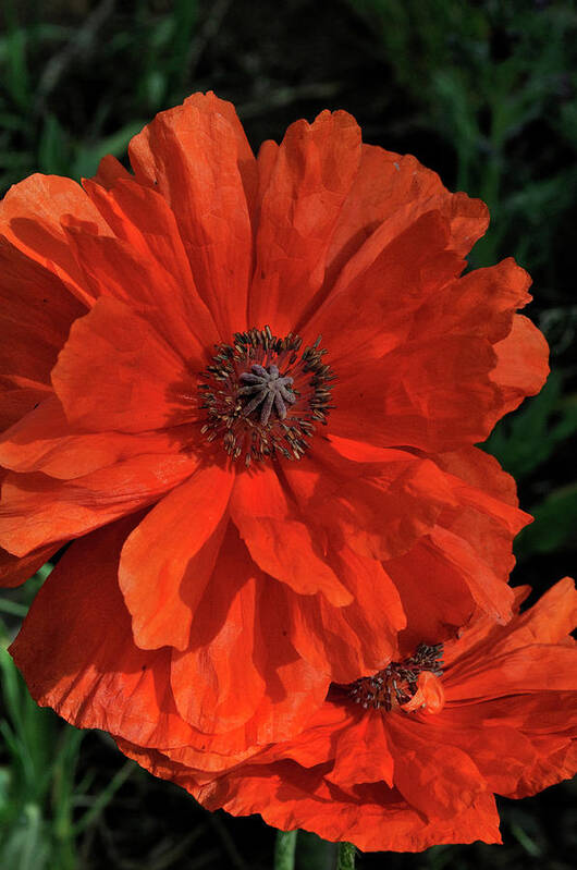 Flowers.poppy Art Print featuring the photograph Giant Mountain Poppy by Ron Cline