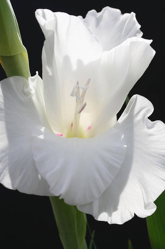Gladiolus Art Print featuring the photograph Gladiolus Chef by Tammy Pool