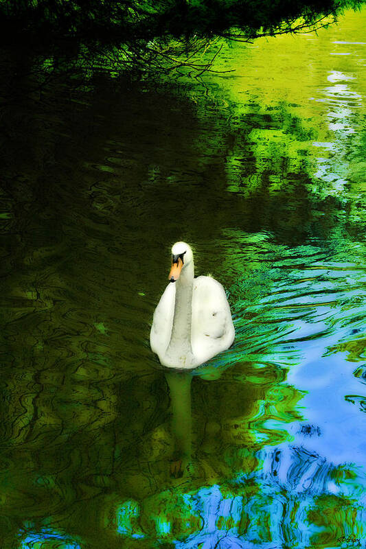 Swan Art Print featuring the photograph Glide by Kathy Besthorn