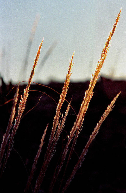 Grass Art Print featuring the photograph Glistening Grass by Randy Oberg