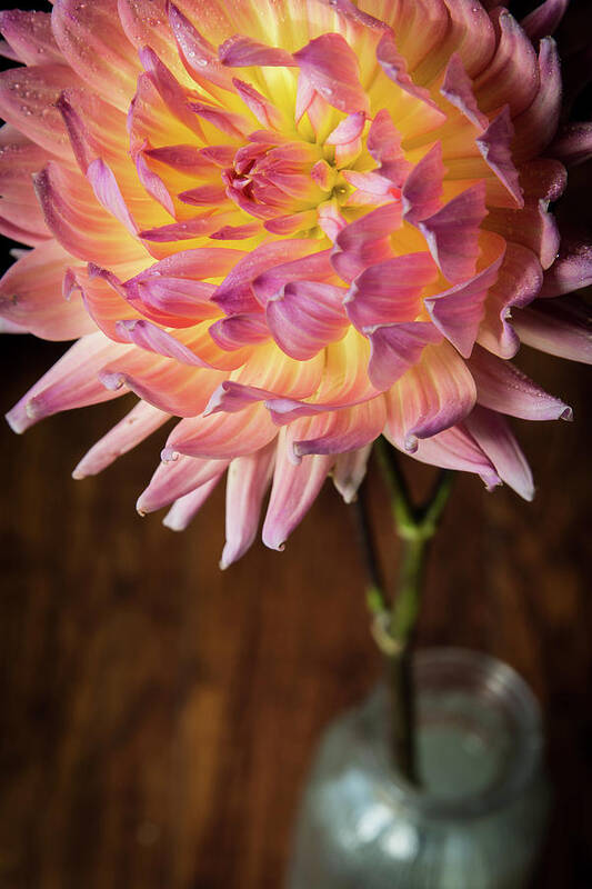 Floral Art Print featuring the photograph Glistening Petals by Deborah Klubertanz