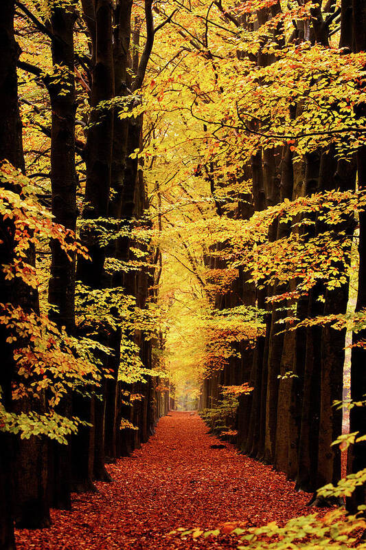 Autumn Art Print featuring the photograph Golden Beech Lane by Roeselien Raimond