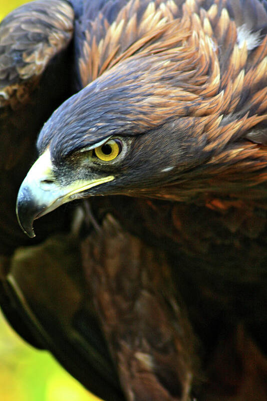 Golden Eagle Art Print featuring the photograph Golden Eye by Scott Mahon