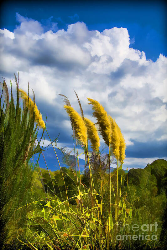 New Zealand's Plants Art Print featuring the photograph Golden Fluff by Rick Bragan