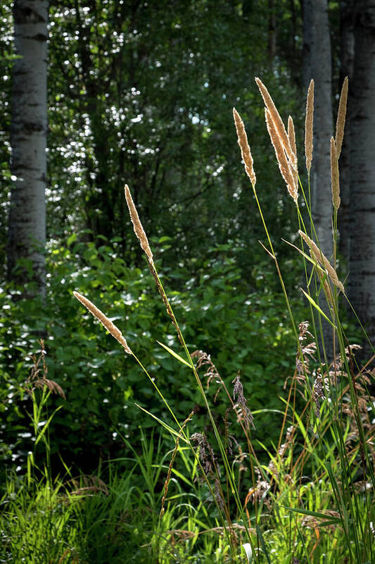 Scenic Art Print featuring the photograph Golden Grass at the Forest Edge by Mary Lee Dereske