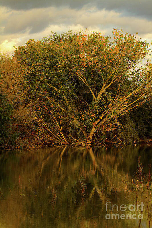 Tree Art Print featuring the photograph Golden hour trees by Ruth Jolly
