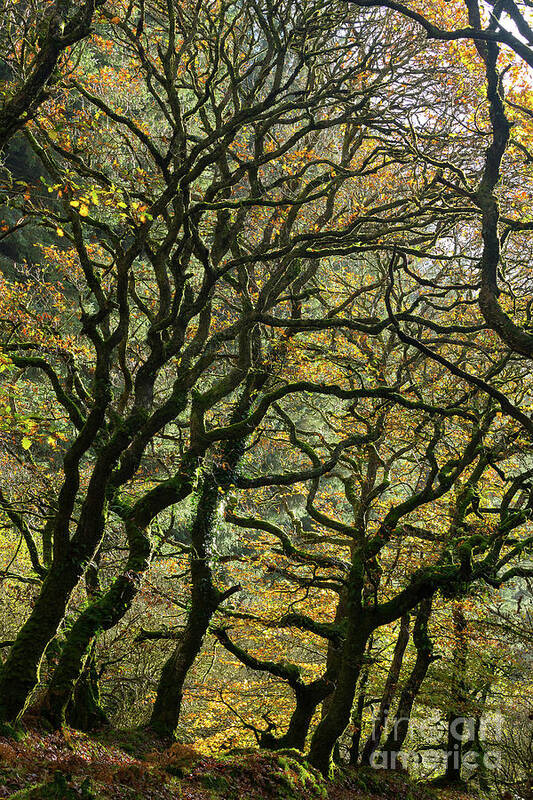 Oak Trees Art Print featuring the photograph Golden Oaks by Andy Myatt