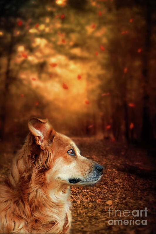 Beautiful Dog Art Print featuring the photograph Golden Retriever Dreams by Darren Fisher