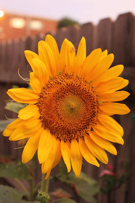 Sunflower Art Print featuring the photograph Golden Sunflower closeup by Sheri Simmons