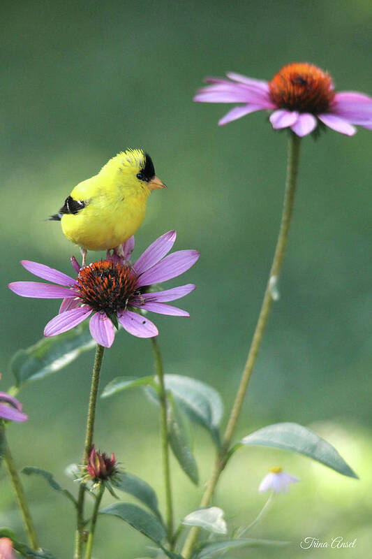 American Goldfinch Art Print featuring the photograph Goldfinch on a Coneflower by Trina Ansel