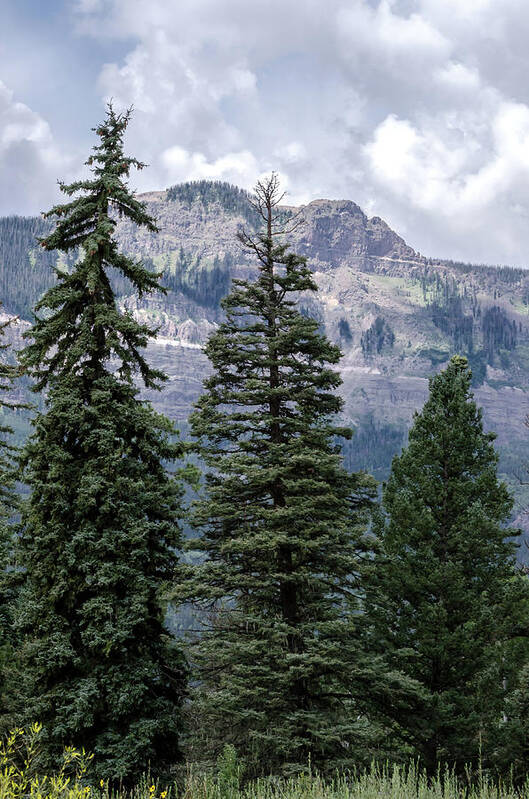 Trees Art Print featuring the photograph Grand Mesa Forest by Jaime Mercado
