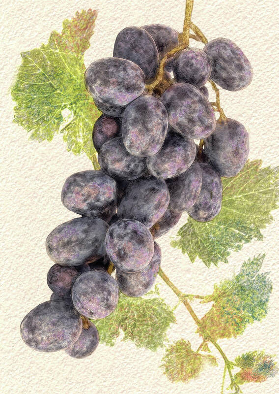  Art Print featuring the digital art Luscious Grapes by Bill Johnson