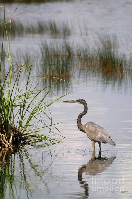 Great Blue Heron Art Print featuring the photograph Great Blue by Dodie Ulery