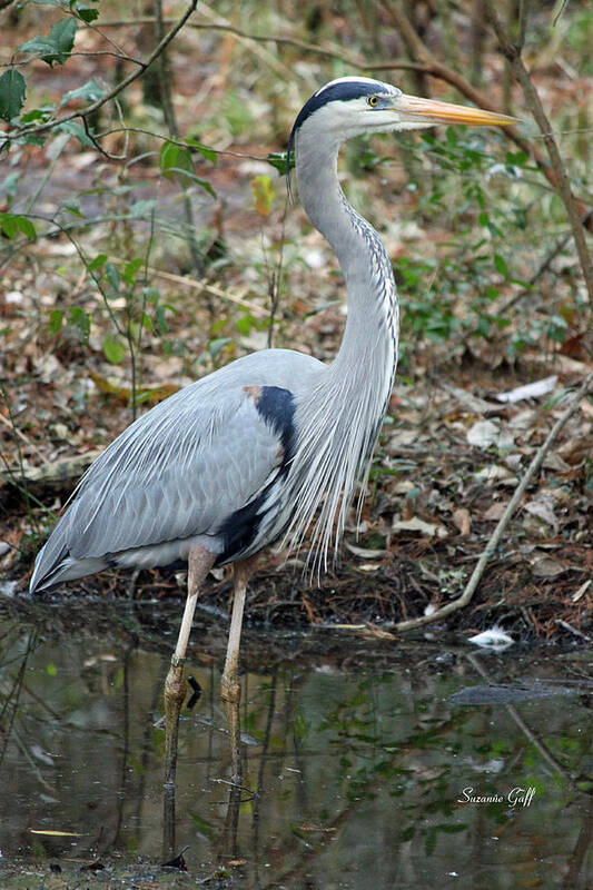 Great Blue Heron Art Print featuring the photograph Great Blue Heron 1-1-11 by Suzanne Gaff