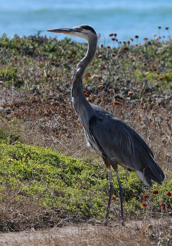 Great Blue Heron Art Print featuring the photograph Great Blue Heron - 12 by Christy Pooschke