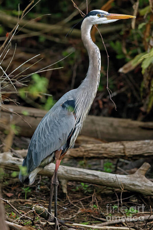 Great Blue Heron Art Print featuring the photograph Great Blue Heron in Florida Swamp by Natural Focal Point Photography