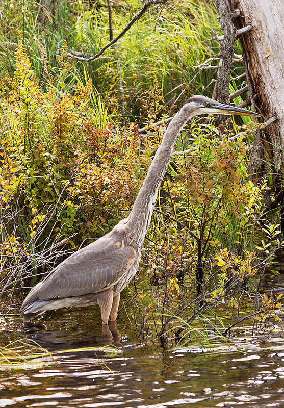 Heron Art Print featuring the photograph Great Blue Heron by Peter J Sucy