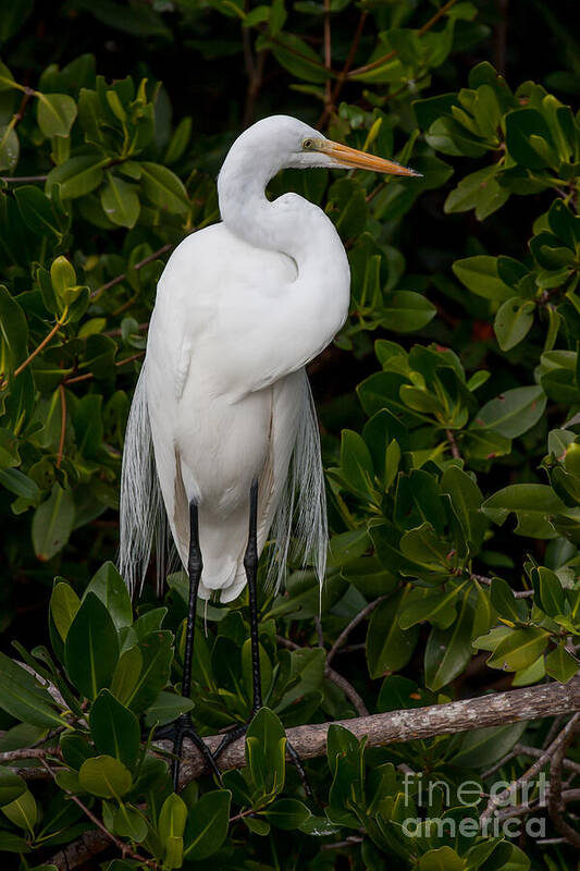 Great Egret Art Print featuring the photograph Great Egret by Chris Scroggins