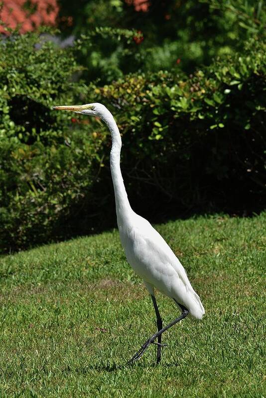Linda Brody Art Print featuring the photograph Great Egret in the Neighborhood 1 by Linda Brody
