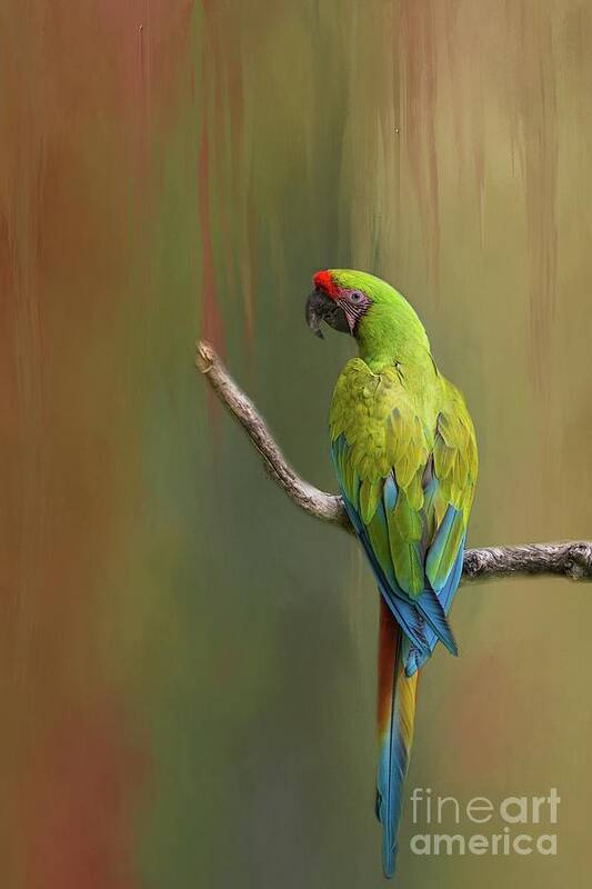 Great Green Macaw Art Print featuring the photograph Great Green Macaw by Eva Lechner