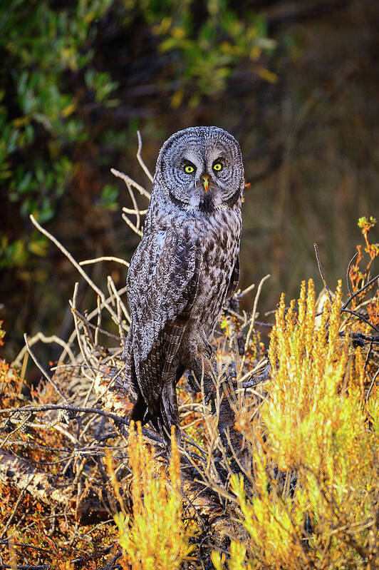 Great Grey Owl Art Print featuring the photograph Great Grey Owl Portrait by Greg Norrell